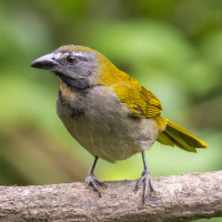 Buff-throated Saltator